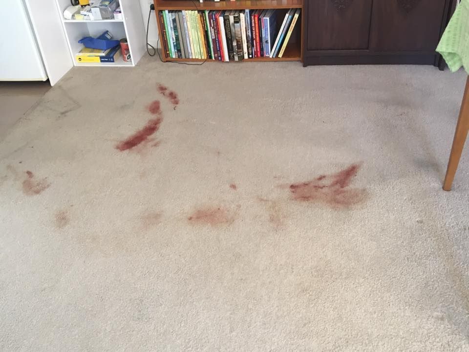 Carpet Stain Removal Before
