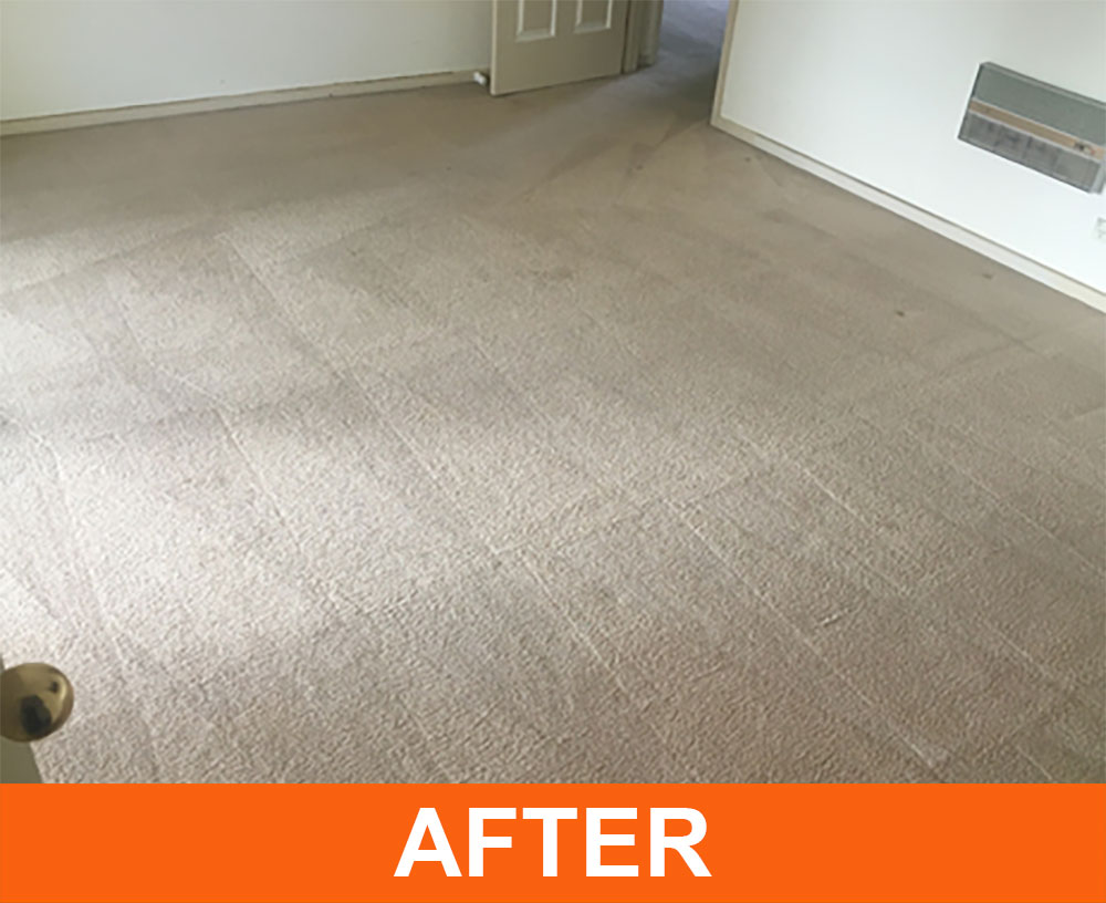 ACT Carpet After Carpet Cleaning