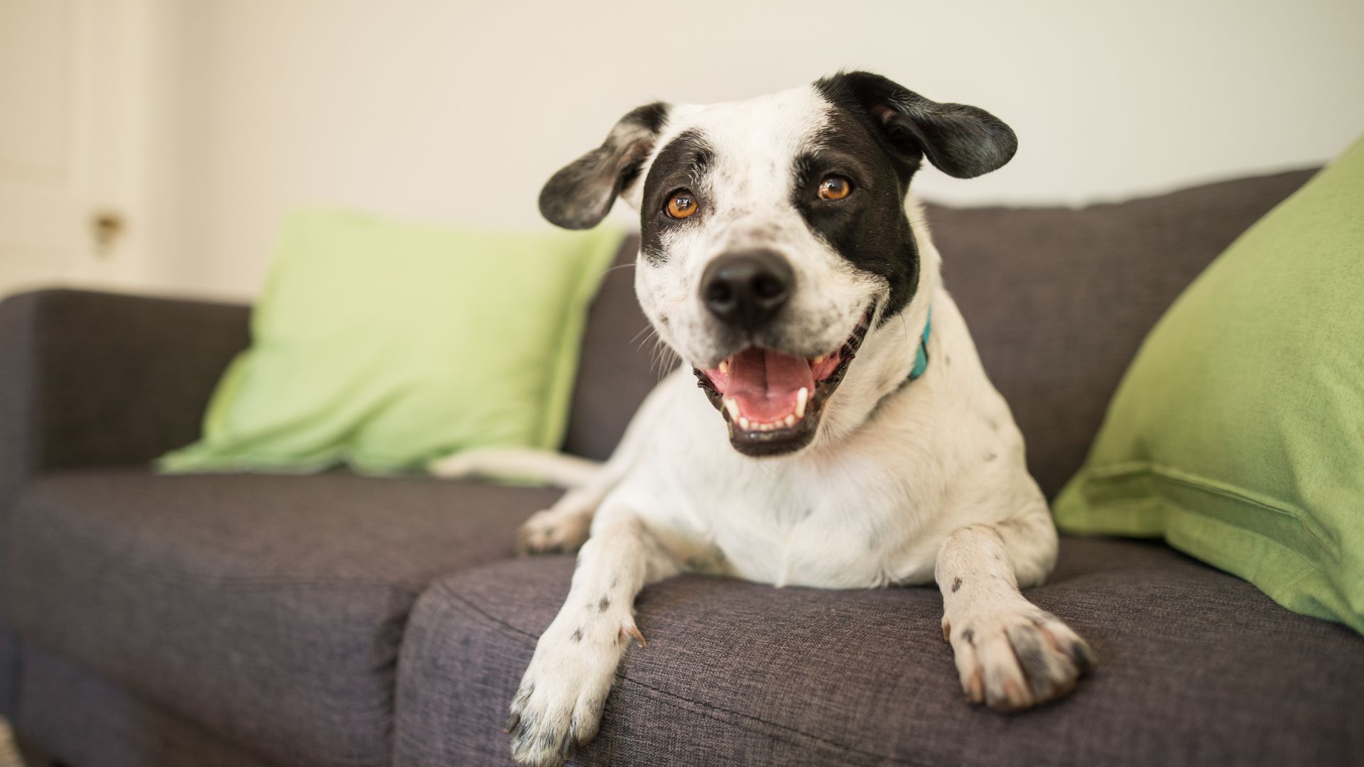 Best Fabric Protection